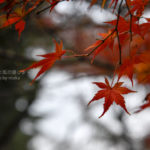 ［6］年末に楽しむ新宿御苑の紅葉