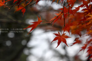 ［6］年末に楽しむ新宿御苑の紅葉