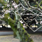 ［6］冬に咲くサクラ、十月桜