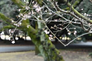 ［6］冬に咲くサクラ、十月桜