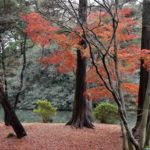 ［6］年越しまで楽しめそうな新宿御苑の紅葉！？