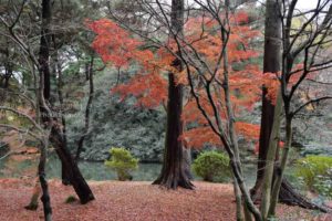 ［6］年越しまで楽しめそうな新宿御苑の紅葉！？