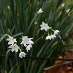 ［6］真っ白な花弁と黄色いシベの水仙の花
