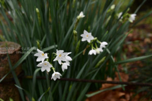 ［6］真っ白な花弁と黄色いシベの水仙の花