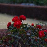 ［6］１２月の赤いバラ