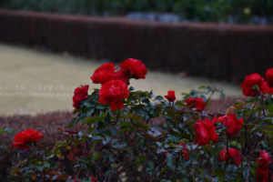 ［6］１２月の赤いバラ