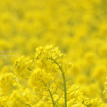 ［6］Week 35 : Nature Up Close