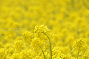 ［6］Week 35 : Nature Up Close