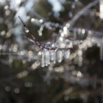 ［6］西湖野鳥の森公園の樹氷