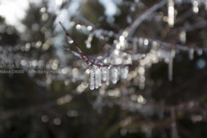 ［6］西湖野鳥の森公園の樹氷