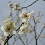 ［6］梅が咲く季節が楽しみ！