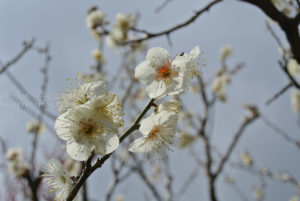 ［6］梅が咲く季節が楽しみ！