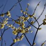［6］青空をバックに咲き誇る蝋梅