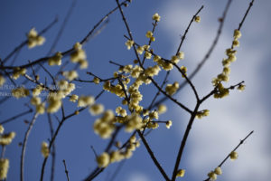 ［6］青空をバックに咲き誇る蝋梅