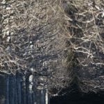 ［6］青空の新宿御苑に並ぶプラタナスの冬木立･･･