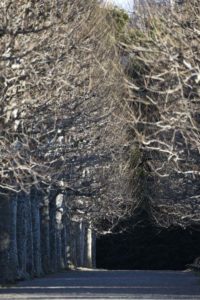 ［6］青空の新宿御苑に並ぶプラタナスの冬木立･･･