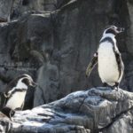 ［6］イキイキとしたペンギンの姿