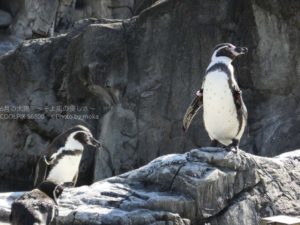 ［6］イキイキとしたペンギンの姿