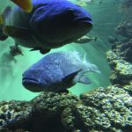 ［6］水族館を映し出すｉＰｈｏｎｅカメラの実力