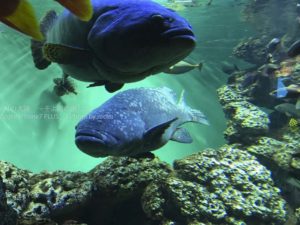 ［6］水族館を映し出すｉＰｈｏｎｅカメラの実力