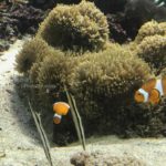 ［6］iPhone7で水族館写真を撮った時の衝撃！