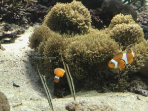 ［6］iPhone7で水族館写真を撮った時の衝撃！