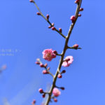 ［6］梅が咲いた、梅が咲いた！