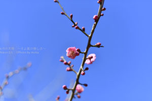 ［6］梅が咲いた、梅が咲いた！