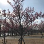 ［6］ｉＰｈｏｎｅで梅の花とメジロを狙う