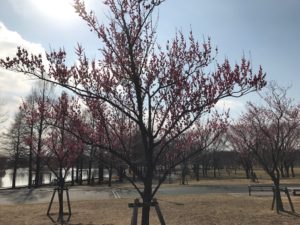 ［6］ｉＰｈｏｎｅで梅の花とメジロを狙う