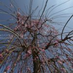 [6]梅林で一足早いお花見を!