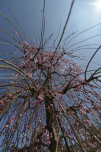 [6]梅林で一足早いお花見を!