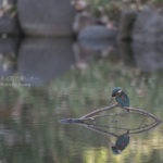 [6]小石川後楽園のカワセミ