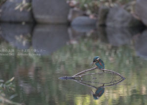 [6]小石川後楽園のカワセミ