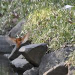 ［6］小春日和の休日は、のんびり野鳥撮影を！