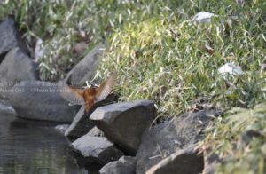 ［6］小春日和の休日は、のんびり野鳥撮影を！