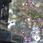 ［6］上野東照宮で感じる冬と春！