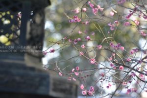 ［6］上野東照宮で感じる冬と春！