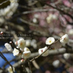 ［6］見頃を迎えている上野の梅の花