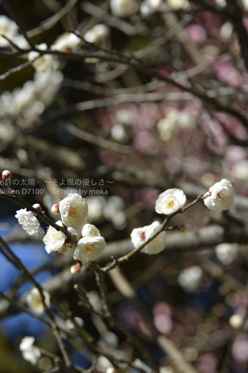 ［6］見頃を迎えている上野の梅の花