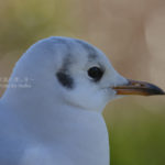 ［6］不忍池のカモメたち！！