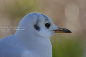 ［6］不忍池のカモメたち！！