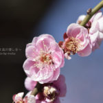 [6]Nikon1に60mmマクロレンズを受けて!