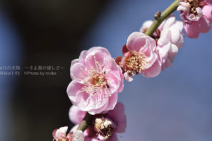 [6]Nikon1に60mmマクロレンズを受けて!