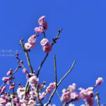［6］冬晴れの下、梅満開！！