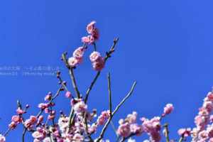 ［6］冬晴れの下、梅満開！！