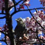 ［6］凛々しい顔つきのヒヨドリ