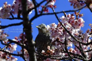 ［6］凛々しい顔つきのヒヨドリ