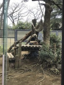 ［6］パンダに会いに上野動物園へ！