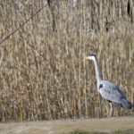 ［6］水元公園の野鳥